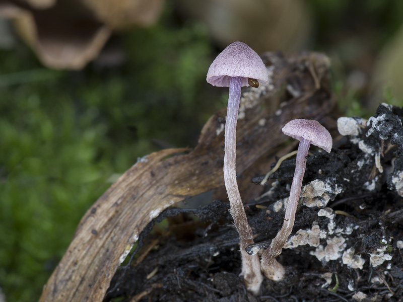 Cortinarius lilacinopusillus